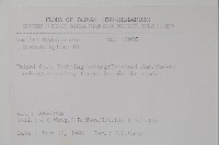 圓果秋海棠藏品圖，第2張