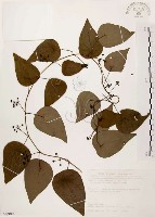 千金藤、金線吊烏龜藏品圖，第1張