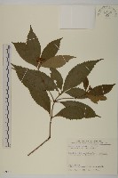 草珊瑚、紅果金粟蘭藏品圖，第1張