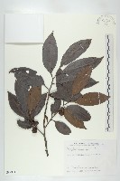 山紅柿藏品圖，第1張