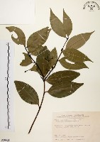 土肉桂藏品圖，第1張