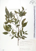 櫸、雞油藏品圖，第1張