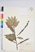 火燒柯、栲樹藏品圖，第1張