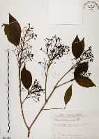 臺灣赤楠藏品圖，第1張