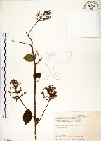 九芎藏品圖，第1張