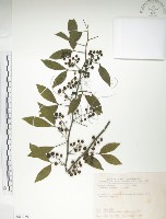 飛龍掌血藏品圖，第1張