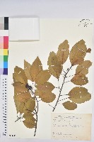 白臼藏品圖，第1張