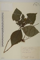 臺灣及己藏品圖，第1張