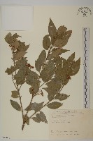 刺果衛矛藏品圖，第1張