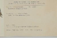 刺果衛矛藏品圖，第2張