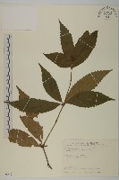 草珊瑚、紅果金粟蘭藏品圖，第1張