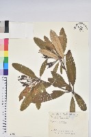 臺灣杜鵑藏品圖，第1張