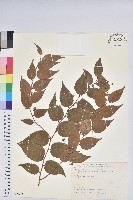 白珠樹藏品圖，第1張