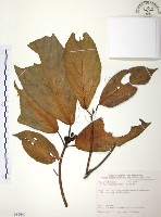 豬母乳、水同木藏品圖，第1張