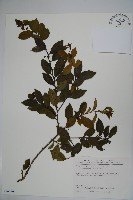 密毛假黃楊藏品圖，第1張