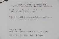 密毛假黃楊藏品圖，第2張