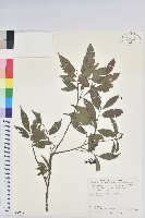 密花五月茶藏品圖，第1張