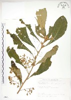 同蕊草、異色線柱苣苔藏品圖，第1張