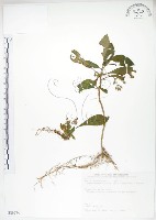 同蕊草、異色線柱苣苔藏品圖，第1張