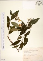 華八仙藏品圖，第1張