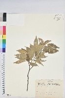 白校欑藏品圖，第1張