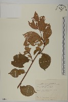 雷公藤藏品圖，第1張