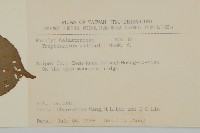 雷公藤藏品圖，第2張