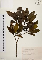 茜草樹藏品圖，第1張