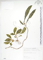 同蕊草、異色線柱苣苔藏品圖，第1張