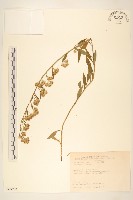 北美一枝黃花藏品圖，第1張