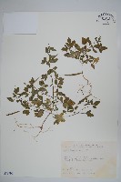 平伏莖白花菜、成功白花菜藏品圖，第1張