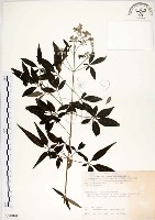 黃荊藏品圖，第1張