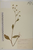 地膽草、毛蓮菜藏品圖，第1張