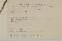 地膽草、毛蓮菜藏品圖，第2張