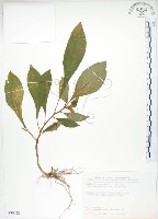 同蕊草、異色線柱苣苔藏品圖，第1張