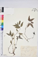 山靛藏品圖，第1張