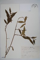 柳狀野扇花藏品圖，第1張