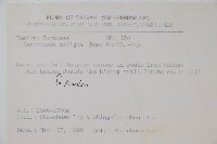 柳狀野扇花藏品圖，第2張