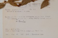 臺灣小蘗藏品圖，第2張