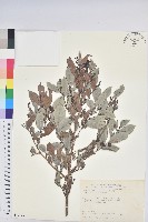 細葉饅頭果藏品圖，第1張