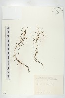 長葉茅膏菜藏品圖，第1張