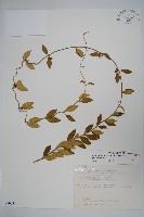 武靴藤藏品圖，第1張