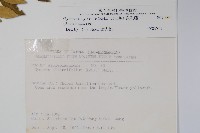 武靴藤藏品圖，第2張