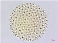 臺灣擦樹藏品圖，第2張