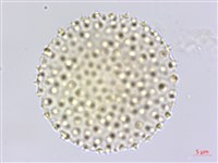 臺灣擦樹藏品圖，第3張