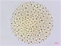 臺灣擦樹藏品圖，第4張