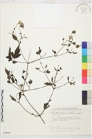 巴氏鐵線蓮藏品圖，第1張