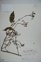 紅子莢迷藏品圖，第1張