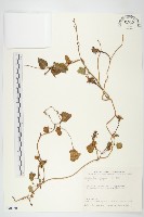 紅花野牽牛藏品圖，第1張