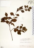 內苳子藏品圖，第1張